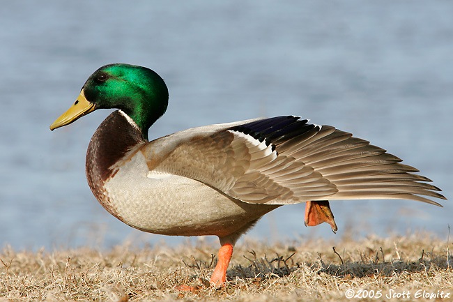 Mallard