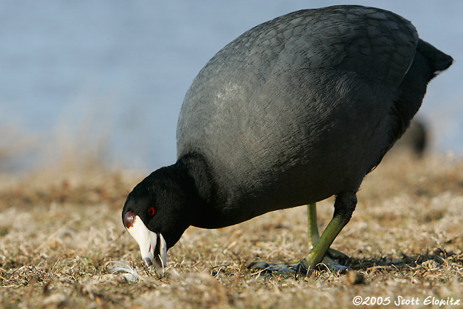 American Coot