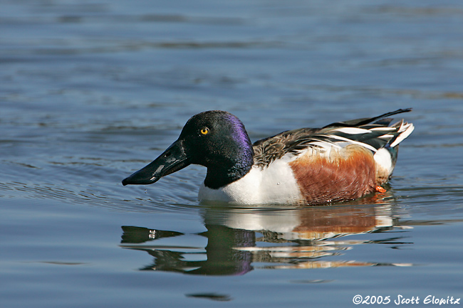 Northern Shoveler