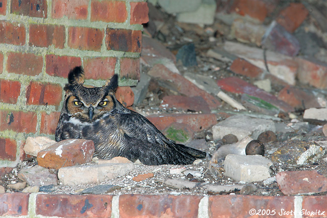 Great Horned Owl