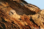 Great Horned Owl 