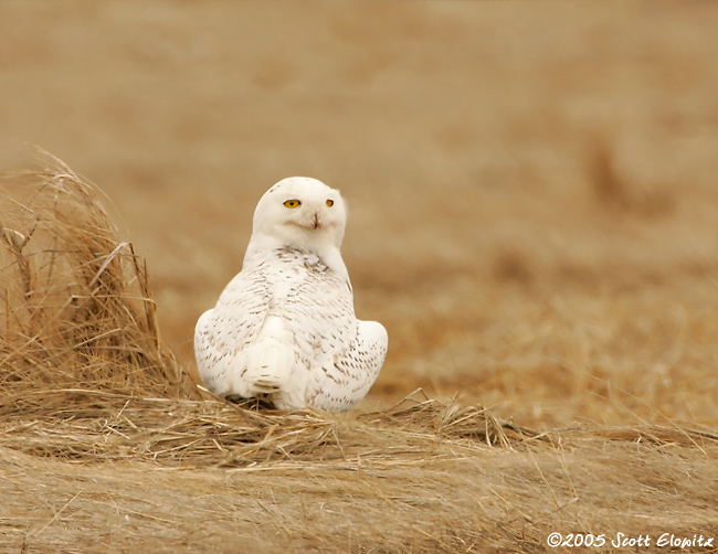 Snowy Owl