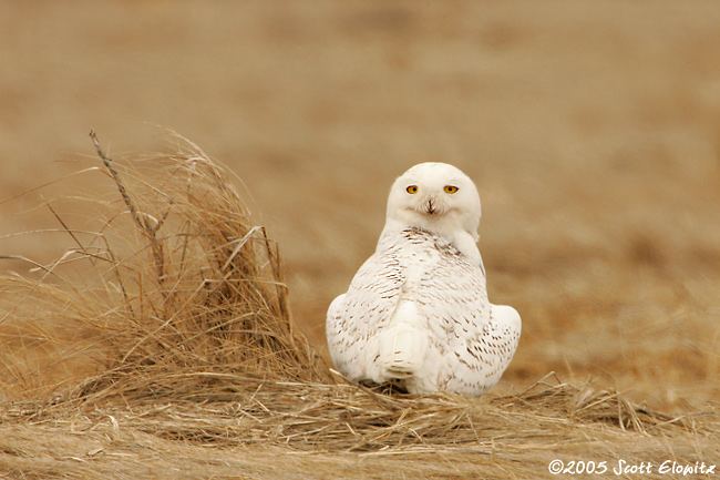 Snowy Owl