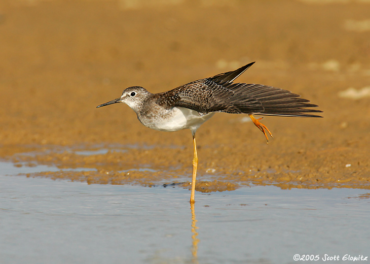 Lesser Yellowlegs