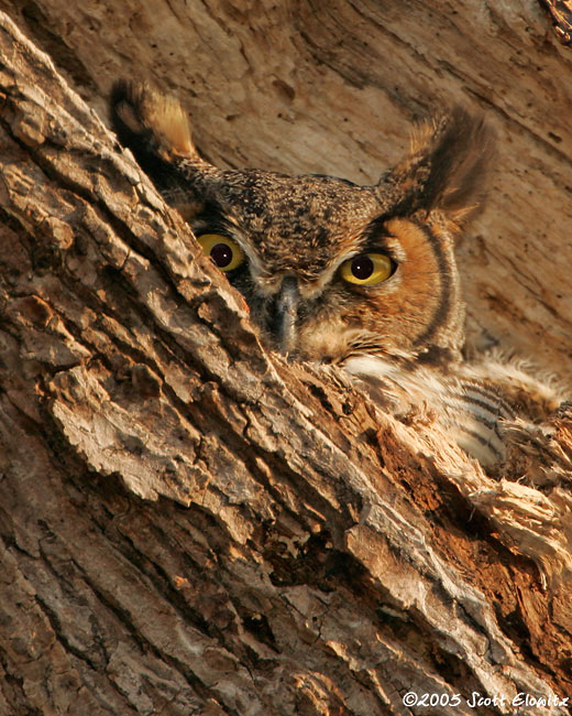 Great Horned Owl