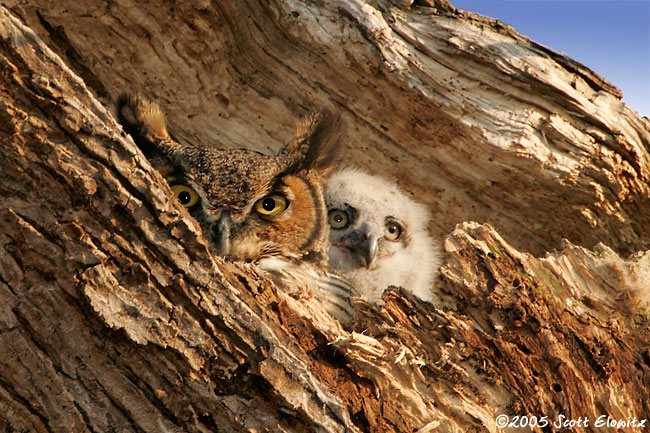 Great Horned Owl