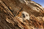 Great Horned Owl