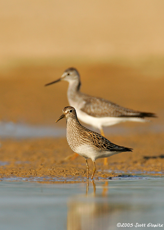 Pectoral Sandpiper & Lesser Yellowlegs