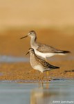 Pectoral Sandpiper & Lesser Yellowlegs