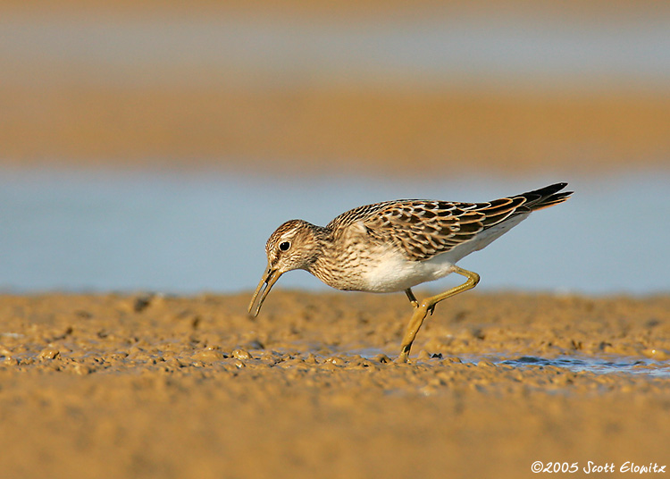 Pectoral Sandpiper