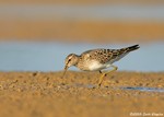 Pectoral Sandpiper