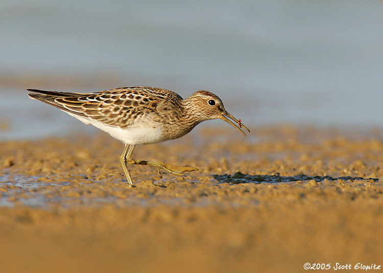 Pectoral Sandpiper