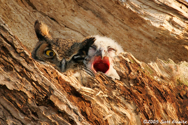 Great Horned Owl