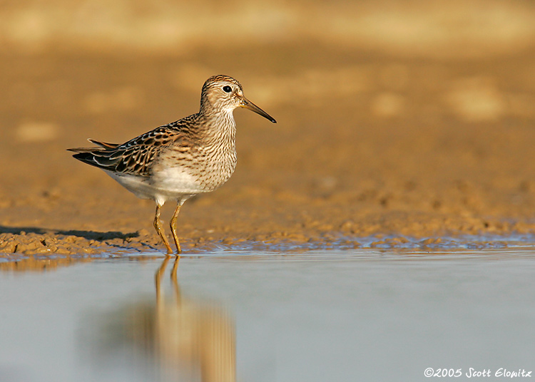 Pectoral Sandpiper