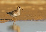 Pectoral Sandpiper