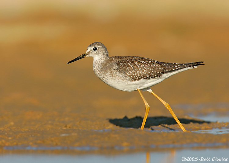 Lesser Yellowlegs