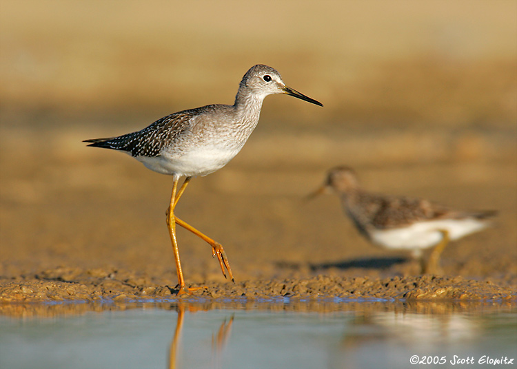 Lesser Yellowlegs