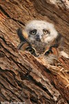 Great Horned Owl