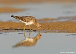 Pectoral Sandpiper