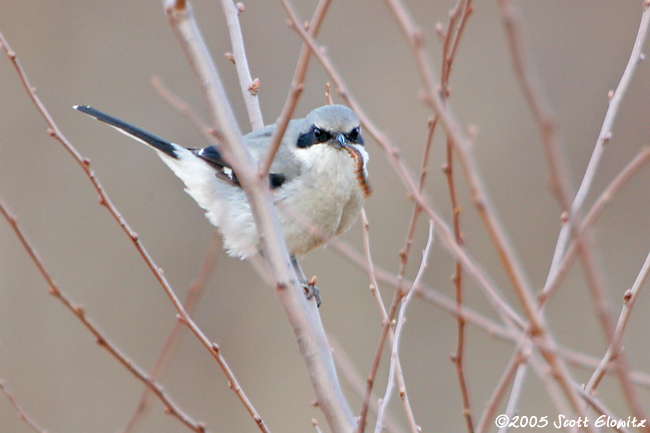 Loggerhead Shrike