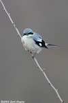 Loggerhead Shrike