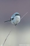 Loggerhead Shrike