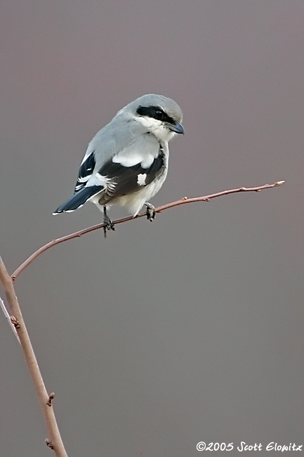 Loggerhead Shrike