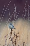 Loggerhead Shrike