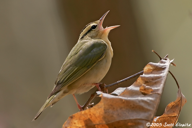 Worm-eating Warbler