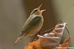 Worm-eating Warbler