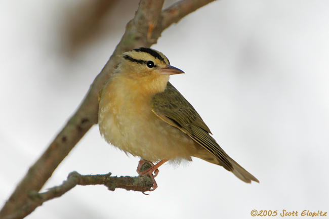 Worm-eating Warbler