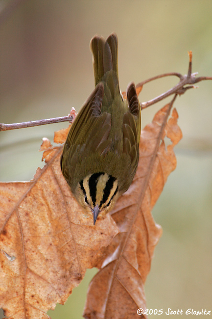 Worm-eating Warbler