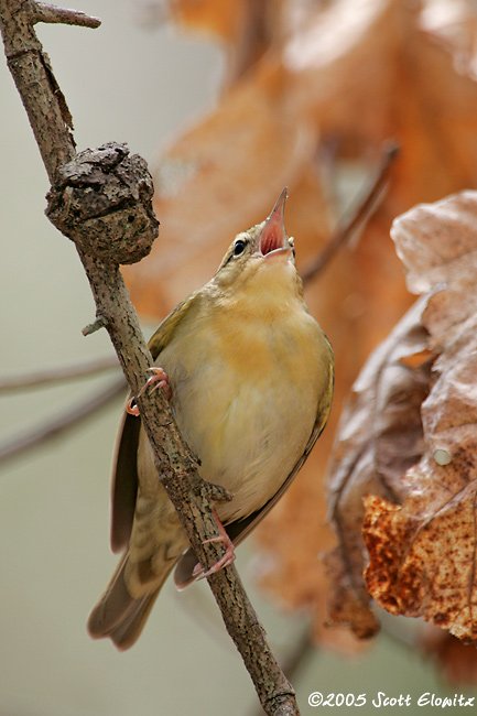 Worm-eating Warbler