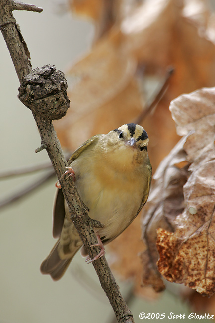 Worm-eating Warbler