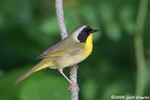 Common Yellowthroat