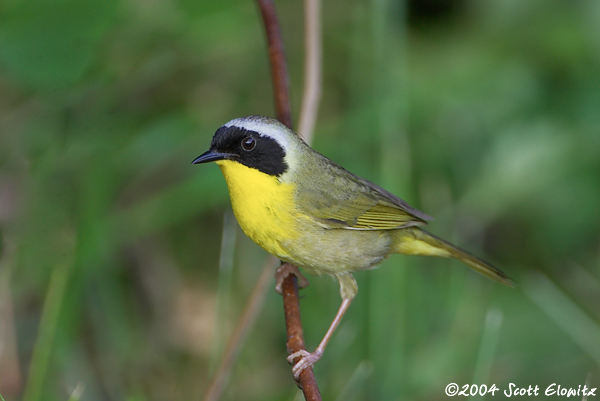 Common Yellowthroat