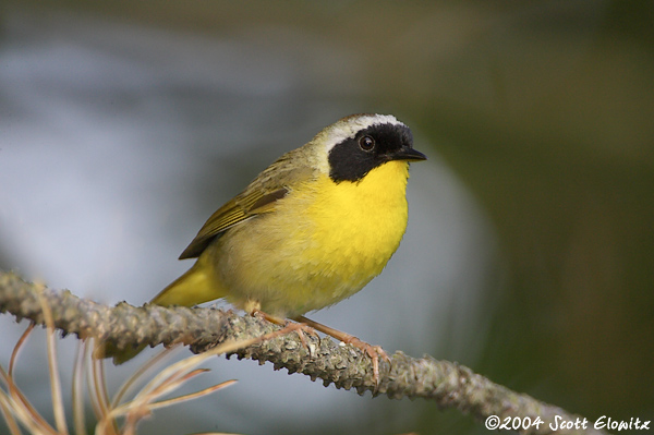 Common Yellowthroat