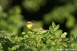 Yellow-Breasted Chat