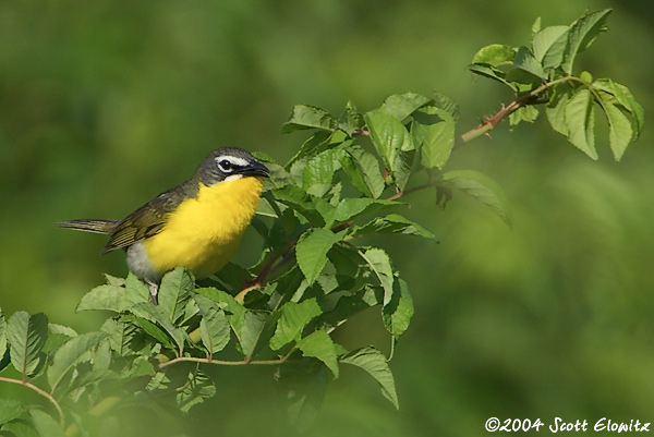 Yellow-Breasted Chat