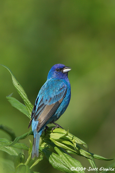 Indigo Bunting