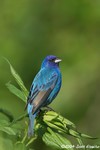 Indigo Bunting