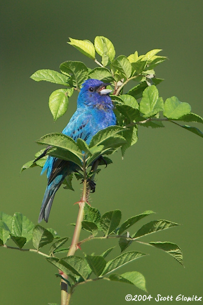 Indigo Bunting