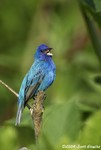 Indigo Bunting