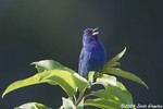 Indigo Bunting