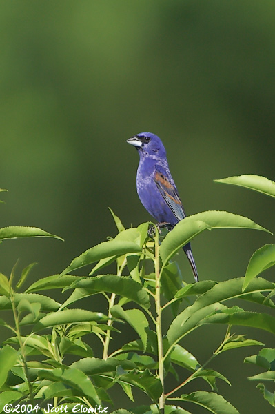 Blue Grosbeak