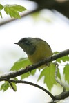 Mourning Warbler x Common Yellowthroat