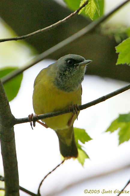 Mourning Warbler x Common Yellowthroat