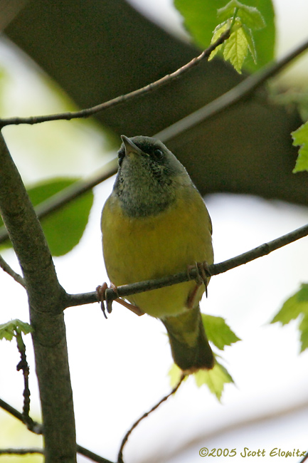 Mourning Warbler x Common Yellowthroat