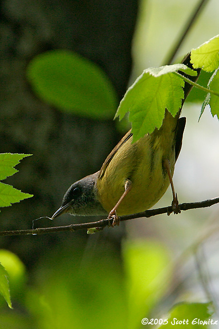 Mourning Warbler x Common Yellowthroat