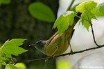 Mourning Warbler x Common Yellowthroat